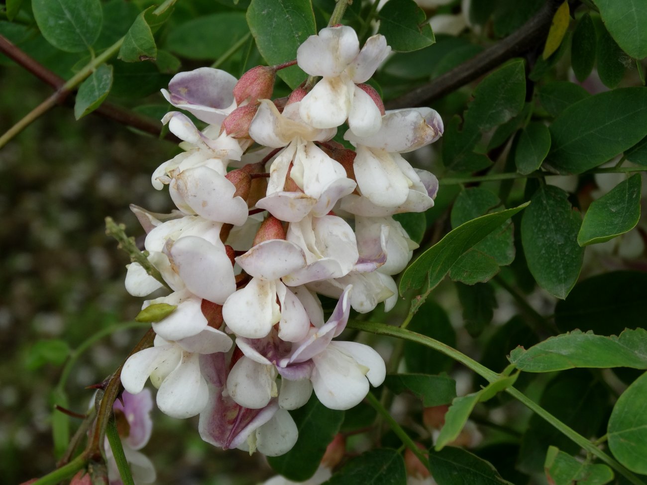 Image of genus Robinia specimen.