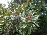 Magnolia grandiflora. Часть кроны с плодами. Австралия, г. Брисбен, ботанический сад. 28.02.2016.