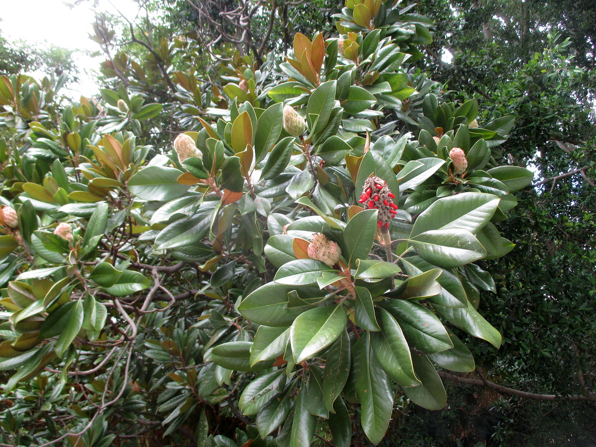 Изображение особи Magnolia grandiflora.