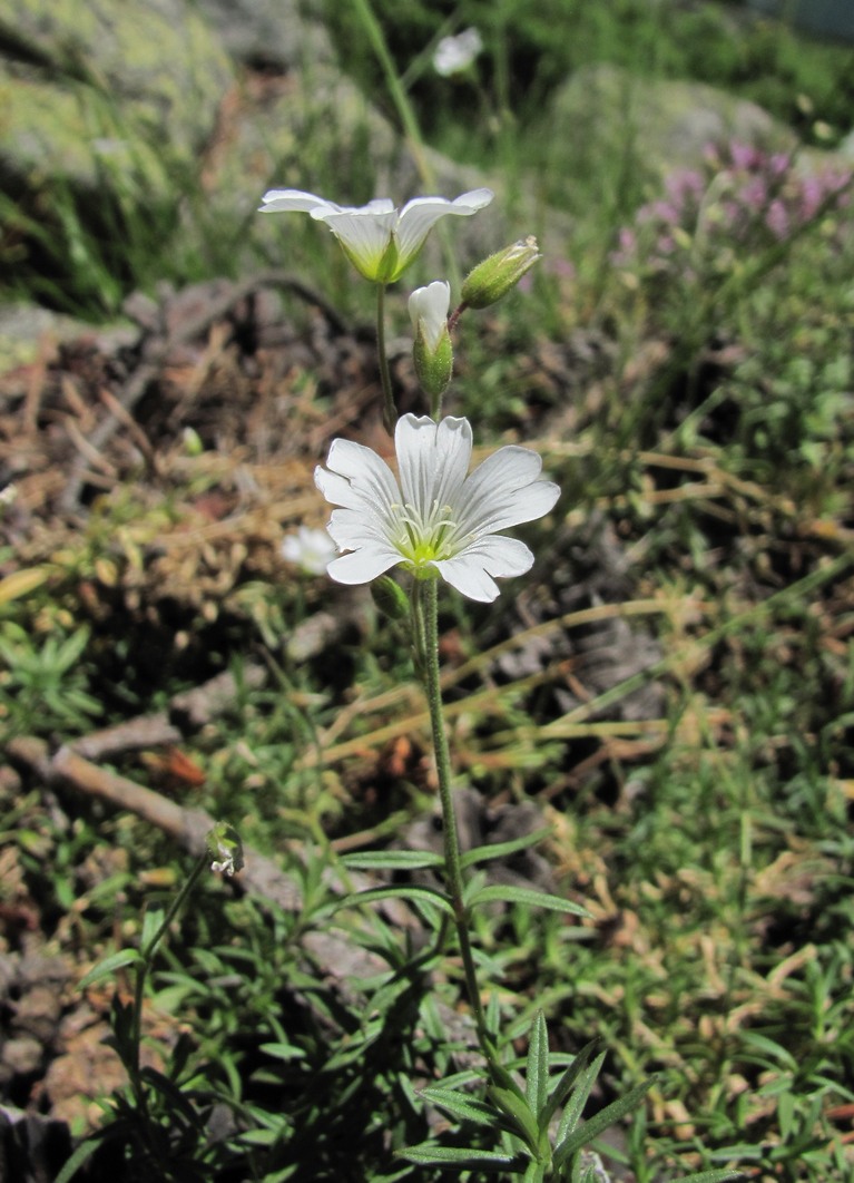 Изображение особи Cerastium arvense.