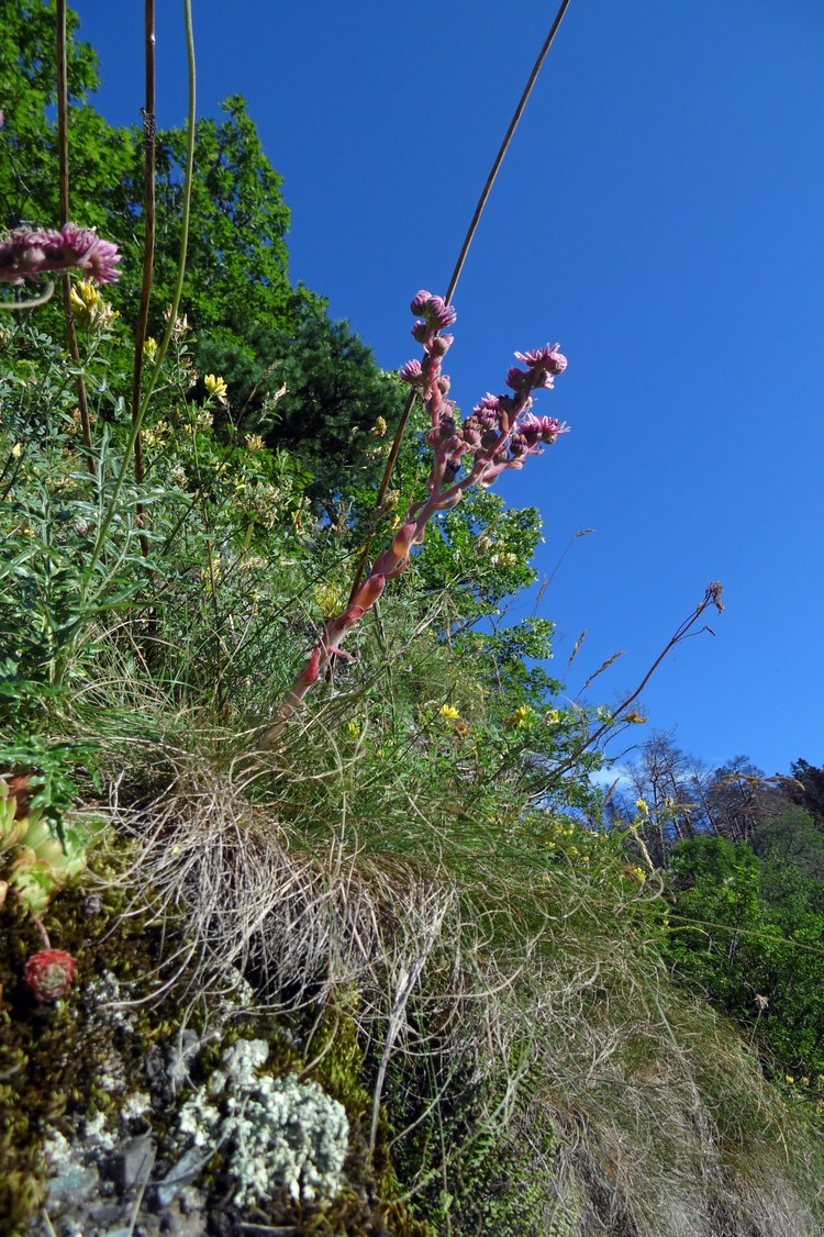 Image of Sempervivum caucasicum specimen.