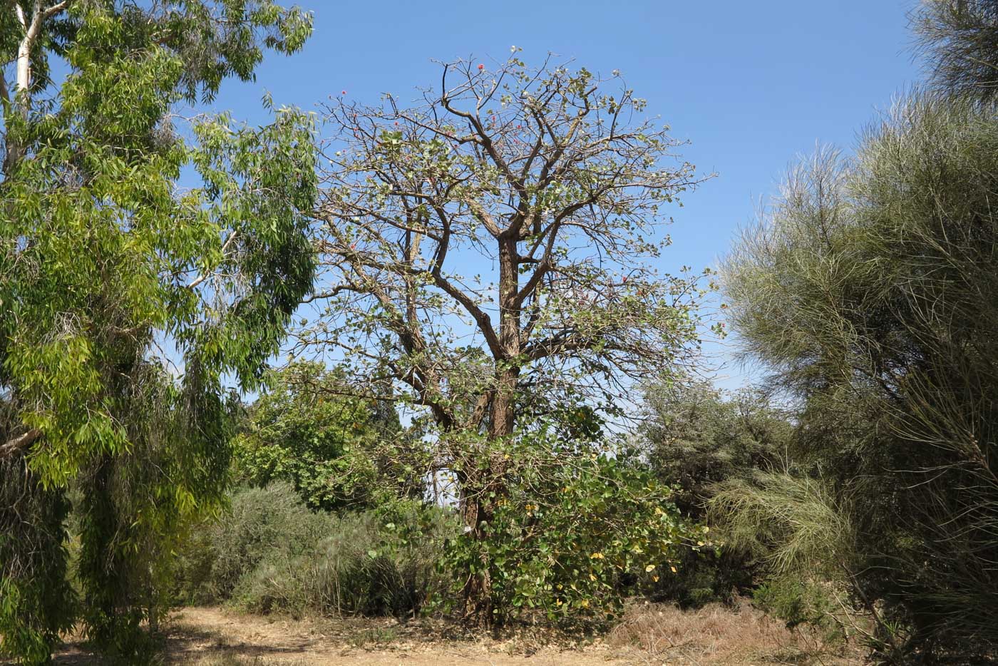 Image of Erythrina abyssinica specimen.