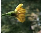 Scorzoneroides autumnalis. Соцветие. Ульяновск, Заволжский р-н, газон перед домом. 09.08.2016.