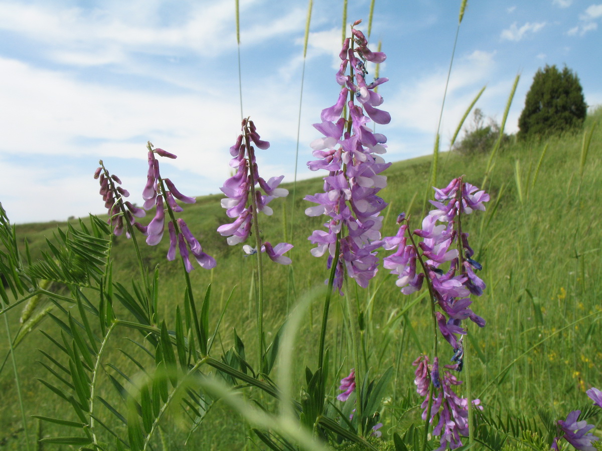 Изображение особи Vicia tenuifolia.