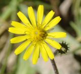 Image of taxon representative. Author is Роланд Цандекидис