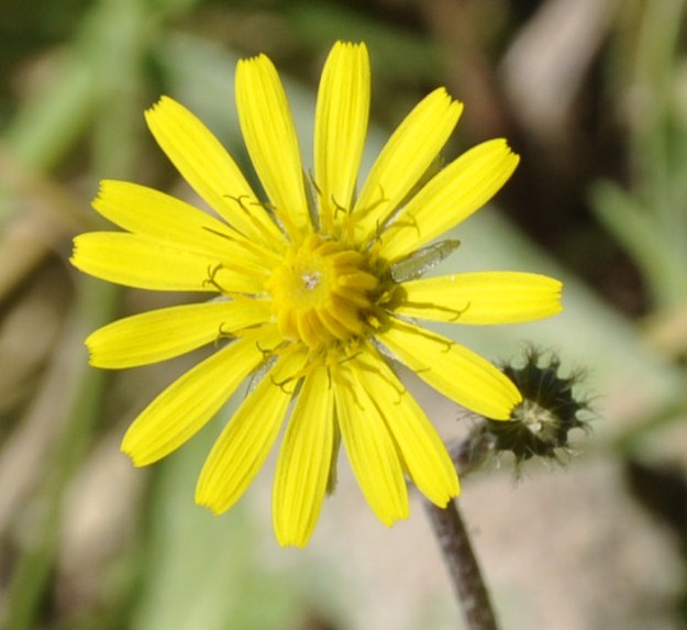 Image of Lagoseris sancta specimen.