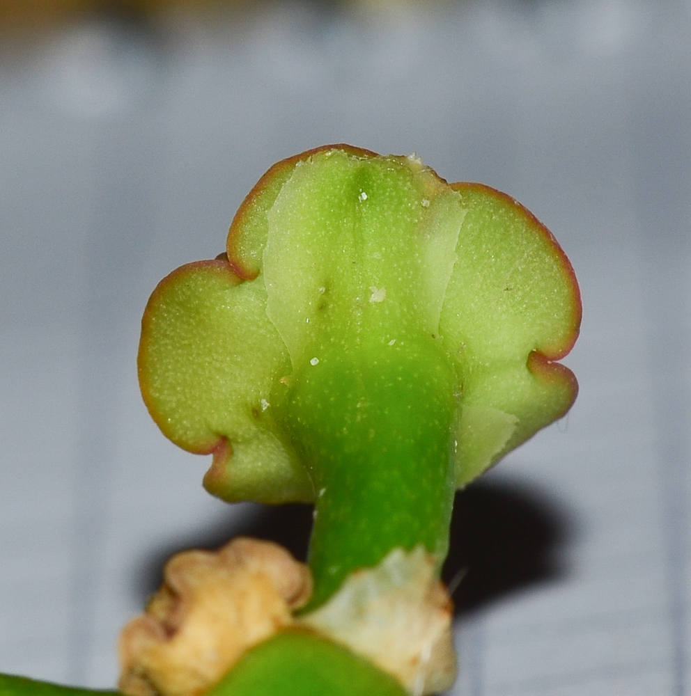 Image of Euphorbia neriifolia specimen.