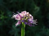 Allium spirale. Соцветие. Приморье, окр. г. Находка, мыс Тунгус, на вершине. 26.08.2016.