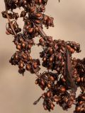 Rumex sylvestris