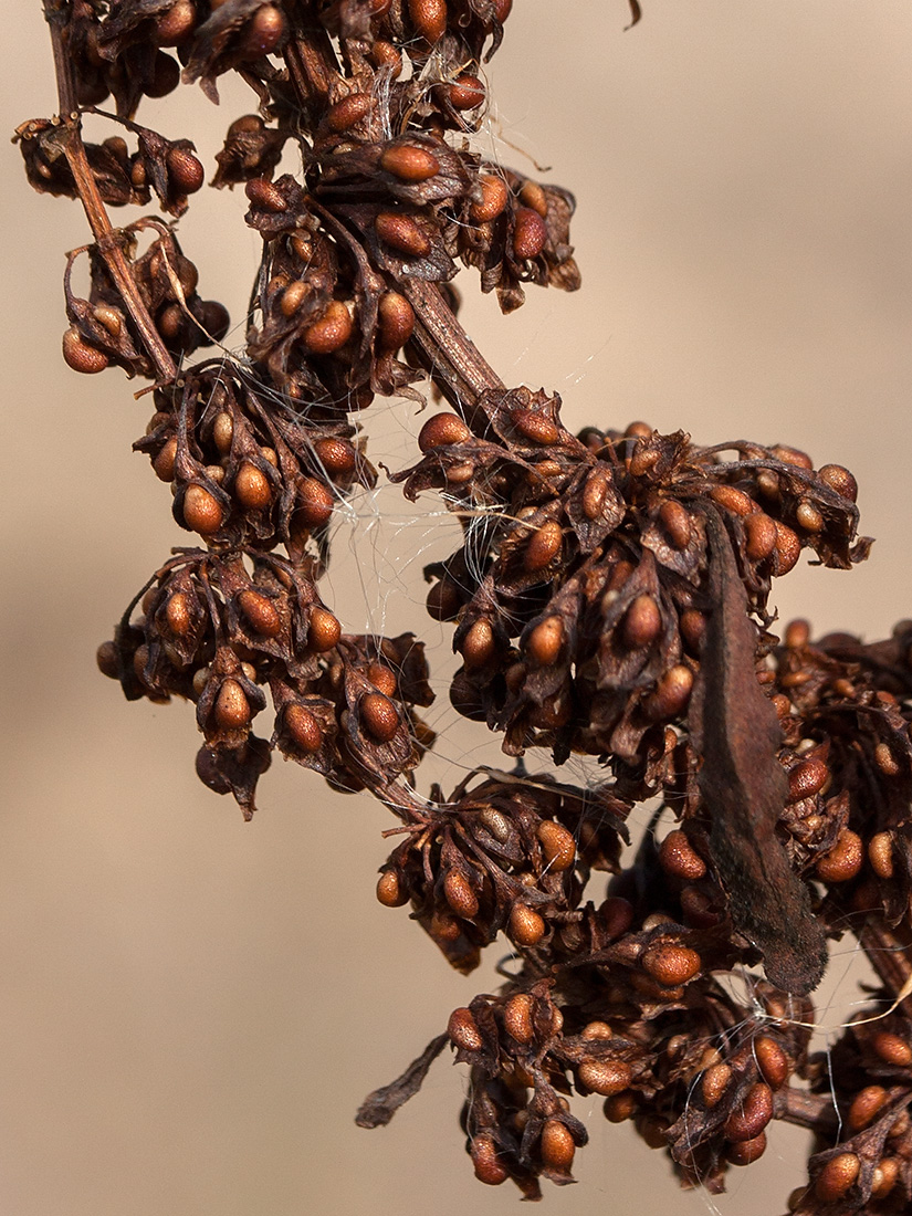 Изображение особи Rumex sylvestris.