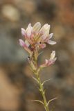 Oxytropis aulieatensis