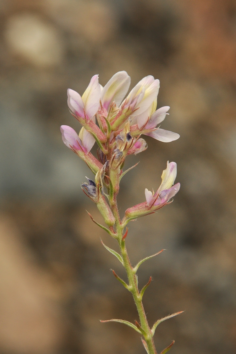 Изображение особи Oxytropis aulieatensis.
