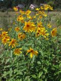 Helianthus tuberosus