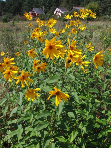 Image of Helianthus tuberosus specimen.