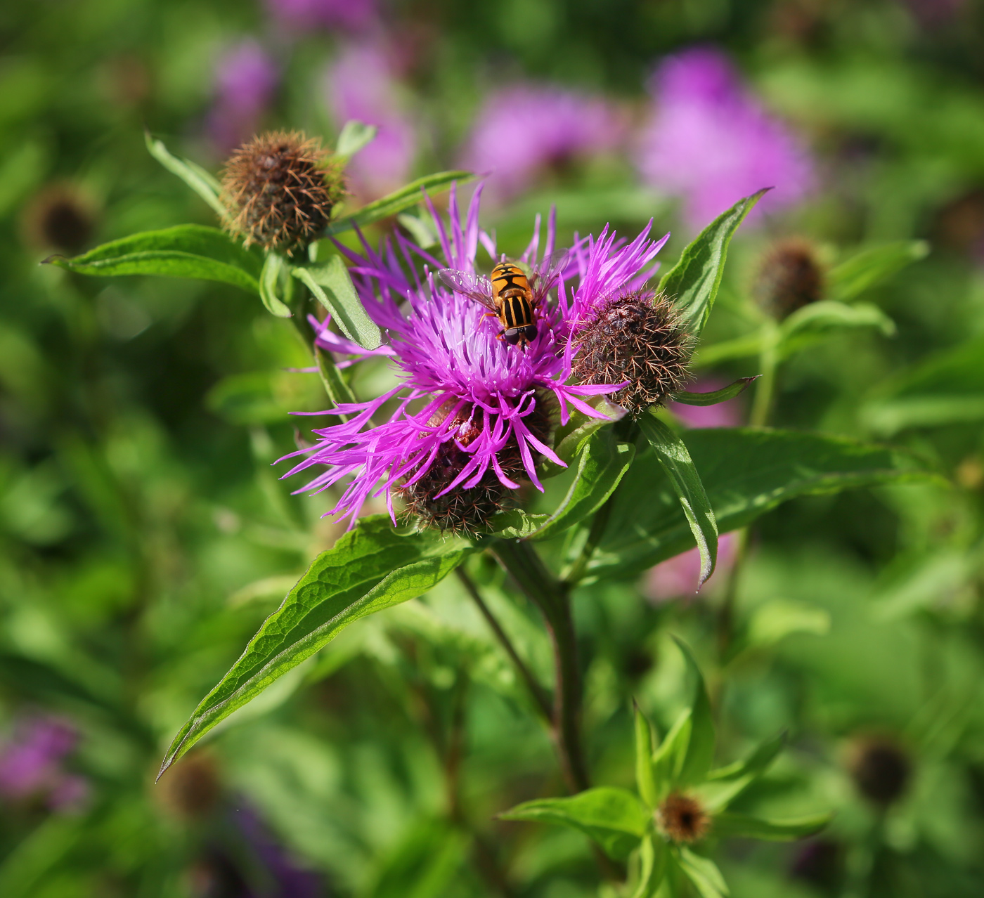 Изображение особи Centaurea pseudophrygia.