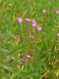 Epilobium hirsutum