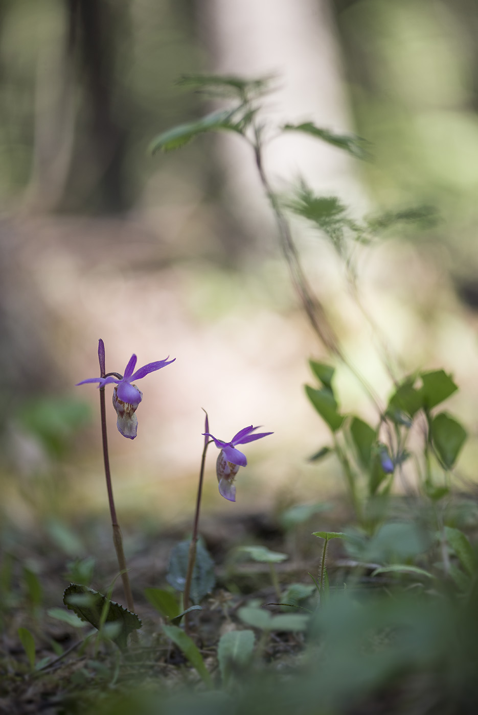 Image of Calypso bulbosa specimen.