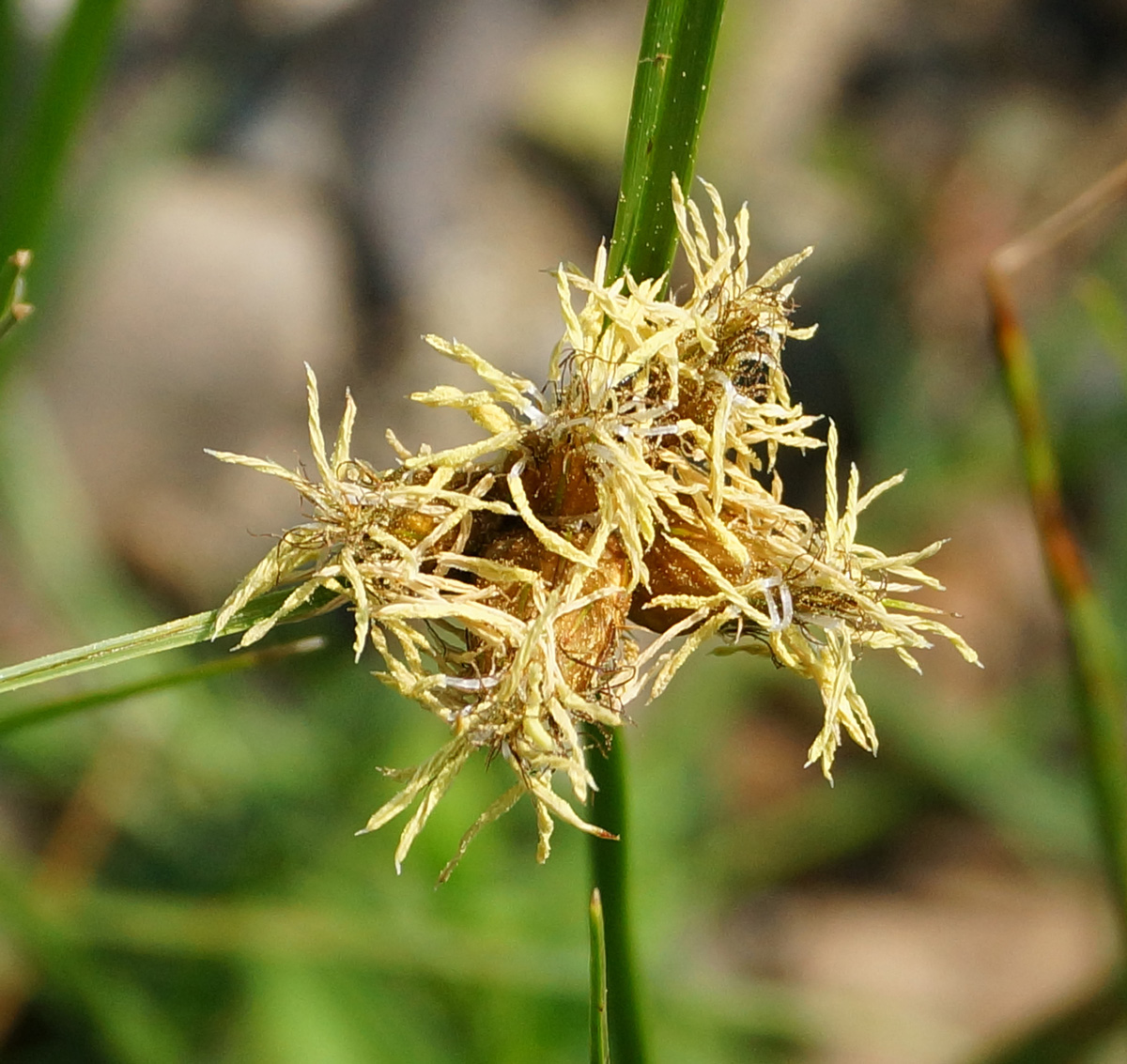 Image of Bolboschoenus planiculmis specimen.