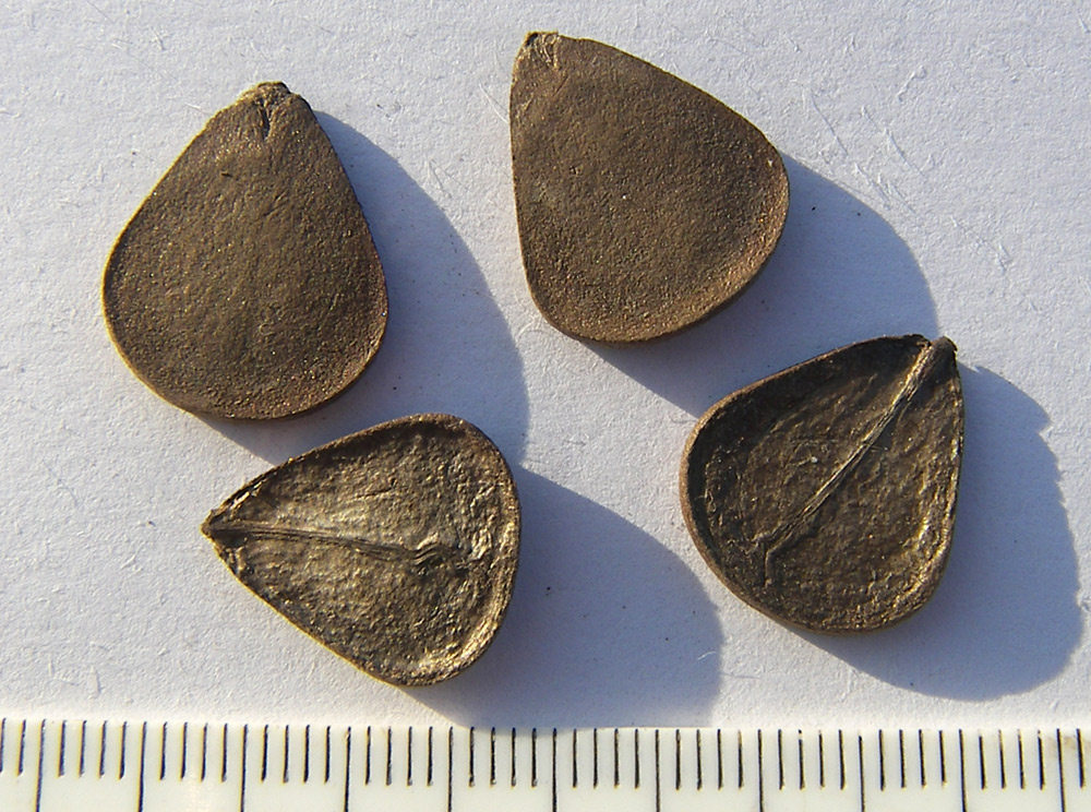 Image of Aristolochia grandiflora specimen.