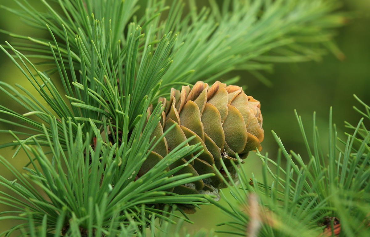 Image of Larix kamtschatica specimen.