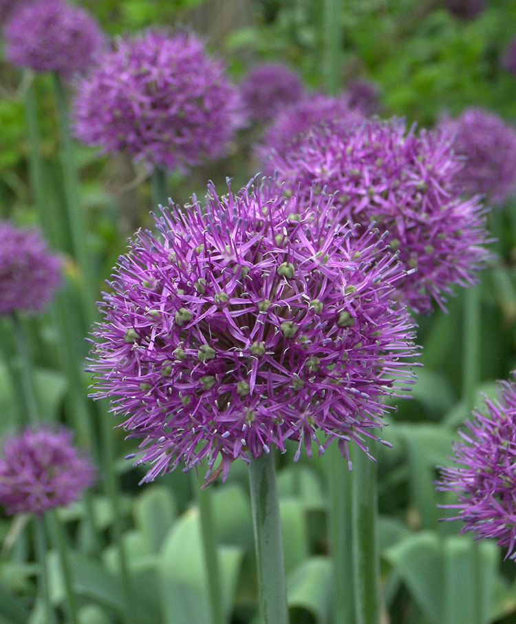 Image of Allium aflatunense specimen.