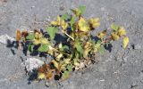 Xanthium albinum. Плодоносящее растение. Узбекистан, Ферганская долина, Наманганская обл., Мингбулакские пески. 09.10.2013.