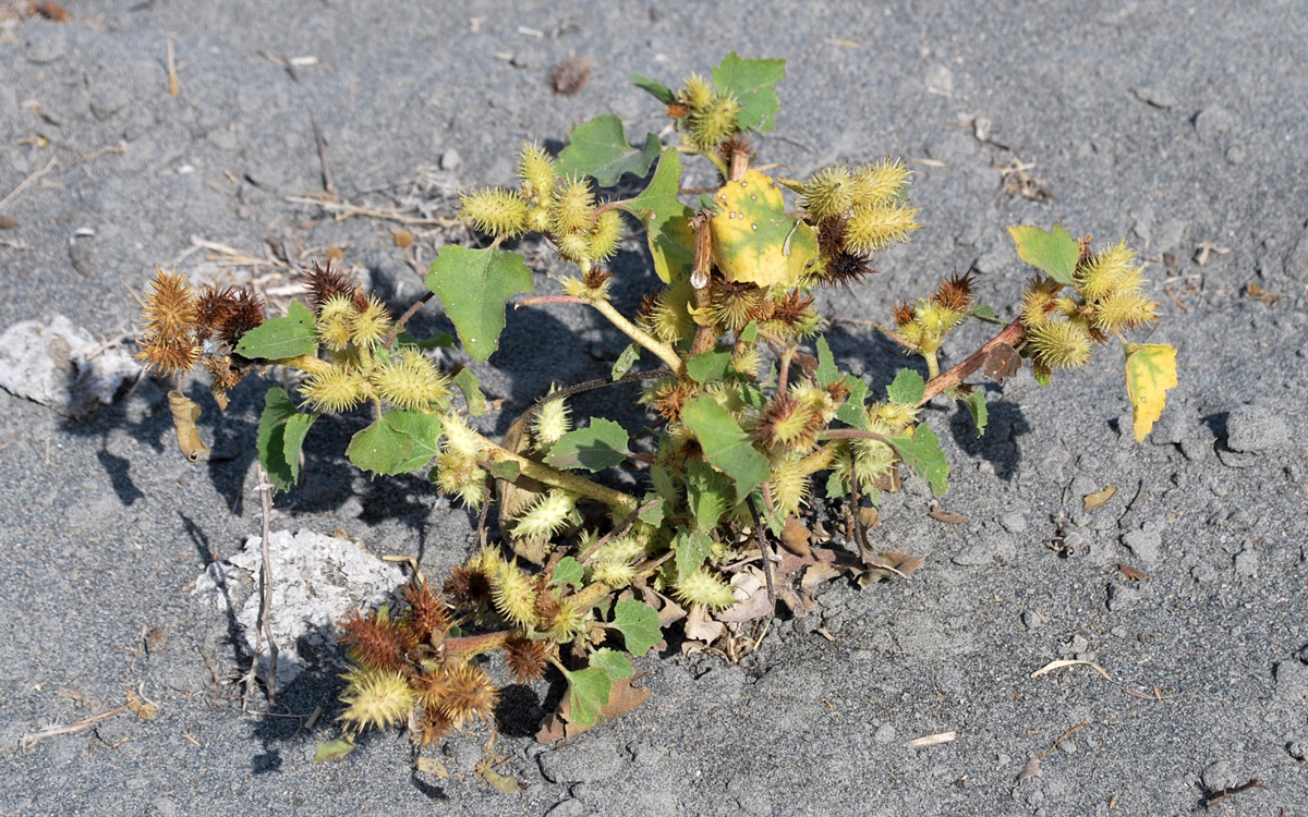 Image of Xanthium orientale specimen.