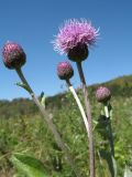 Cirsium incanum. Верхушки побегов с распустившимся и нераспустившимися соцветиями. Казахстан, Джунгарский Алатау, верховья Черной Речки, Лепсинский филиал Жонгар-Алатауского национального парка, Черновский участок, высокотравный луг в поясе яблоневых лесов, ≈ 1200 м н.у.м. 26 августа 2016 г.