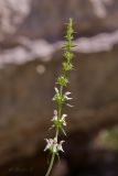 Stachys krynkensis