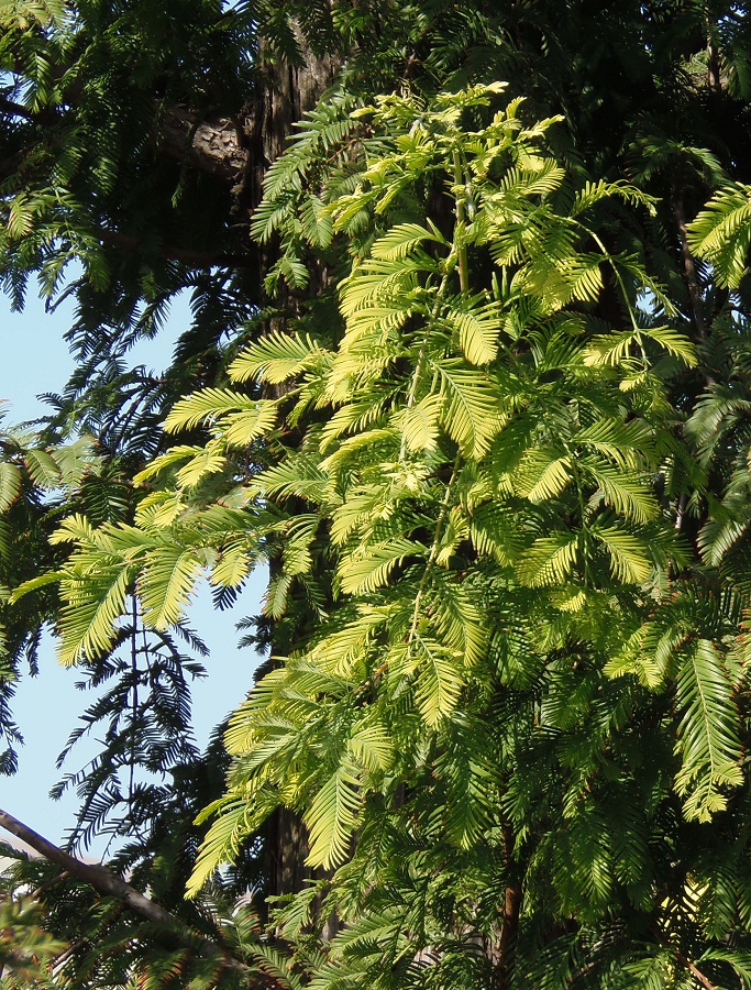 Изображение особи Metasequoia glyptostroboides.