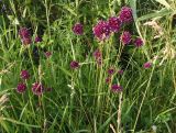 Allium rotundum