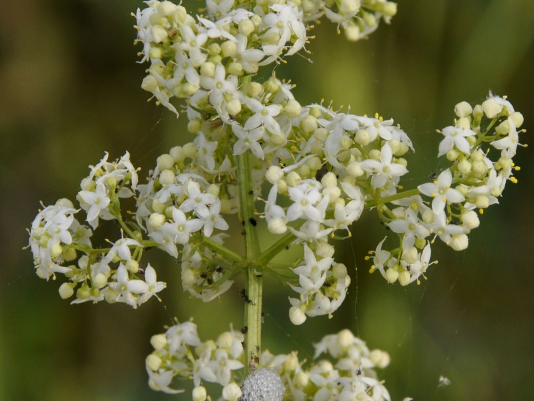 Изображение особи род Galium.