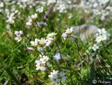 Erophila verna