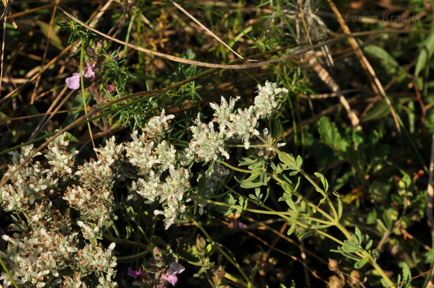 Image of Teucrium capitatum specimen.