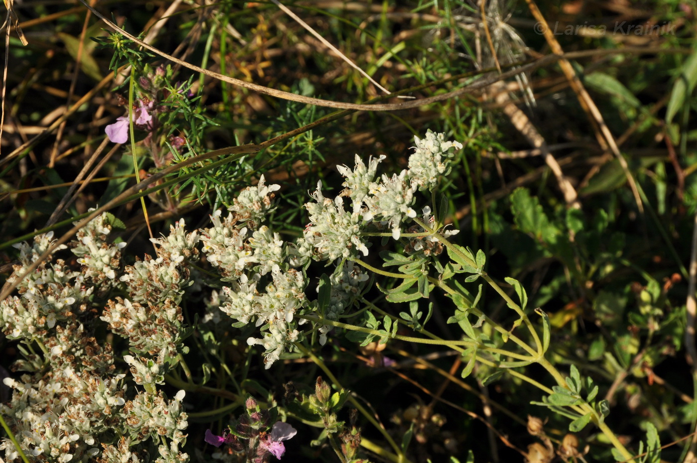 Изображение особи Teucrium capitatum.