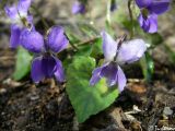 Viola dehnhardtii