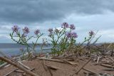 Cakile baltica. Цветущее и плодоносящее растение. Ленинградская обл., Ломоносовский р-н, окр. пос. Лебяжье, берег Финского залива, береговой вал. 25.09.2016.