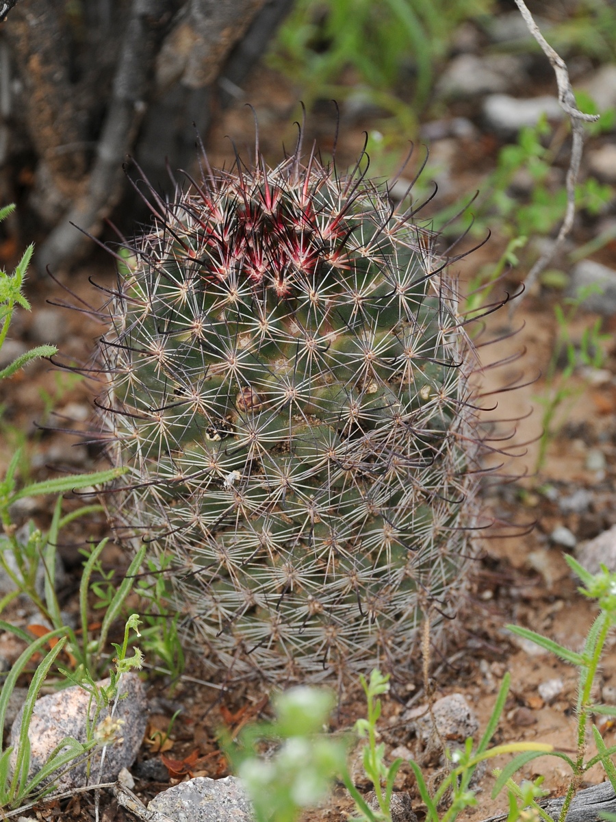 Image of Mammillaria grahamii specimen.