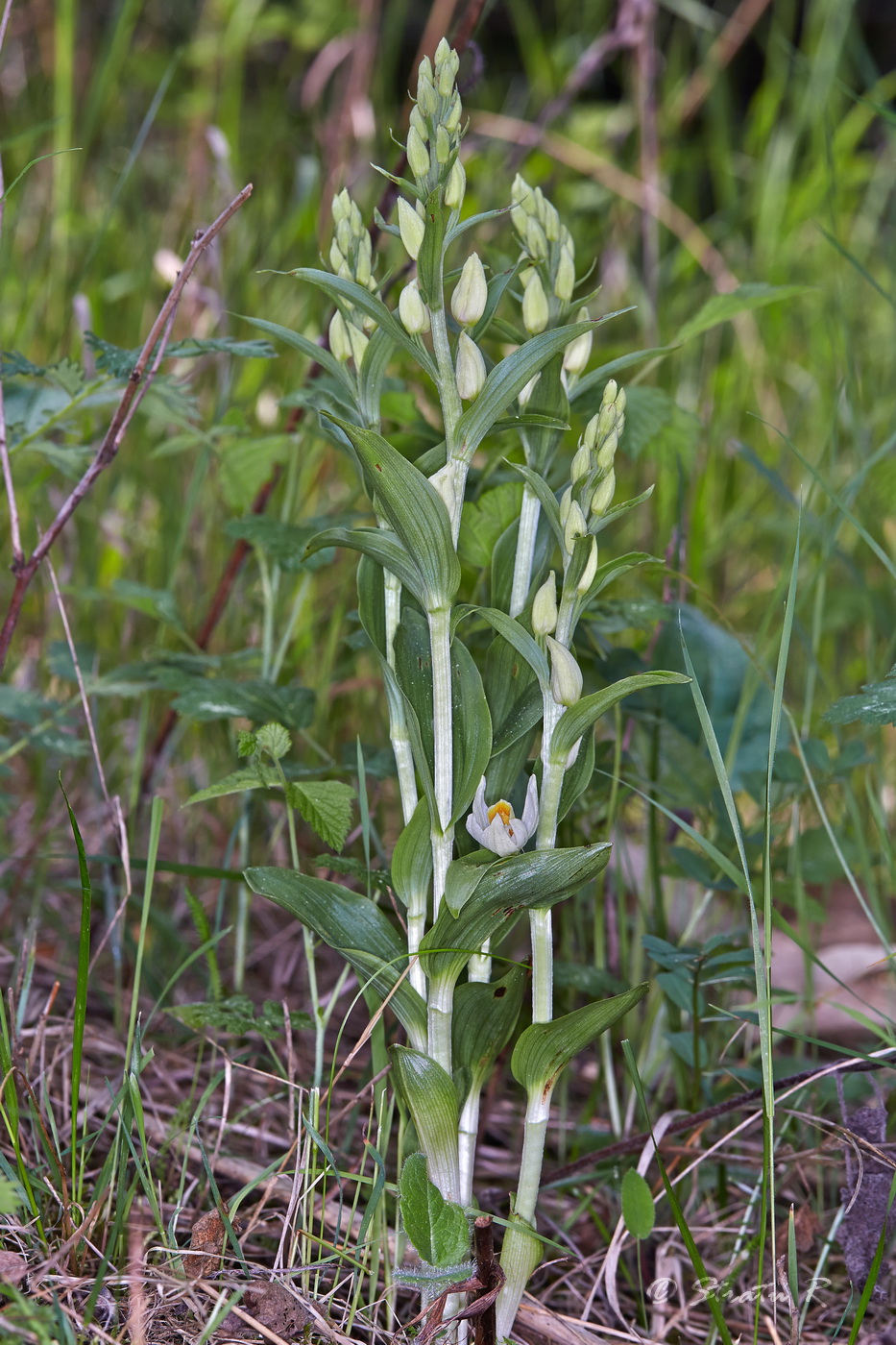 Image of Cephalanthera damasonium specimen.