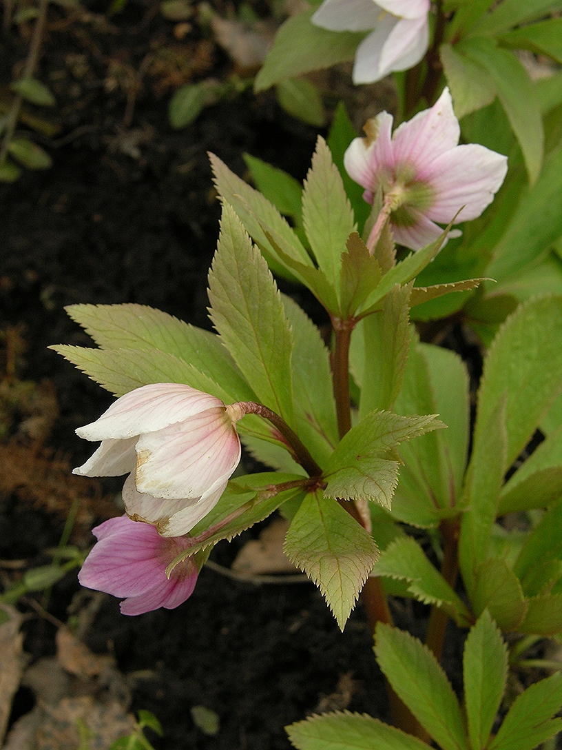 Изображение особи Helleborus thibetanus.