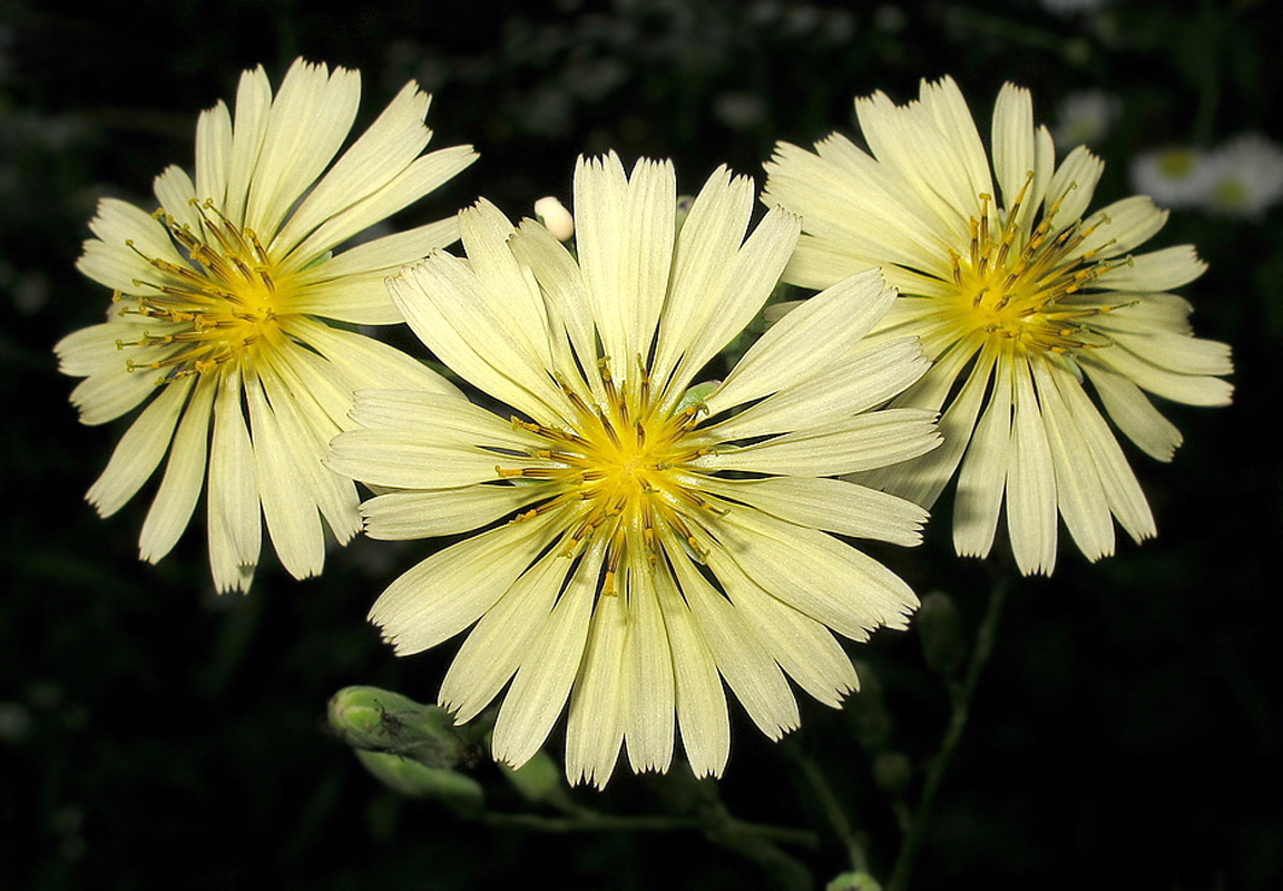 Изображение особи Lactuca indica.