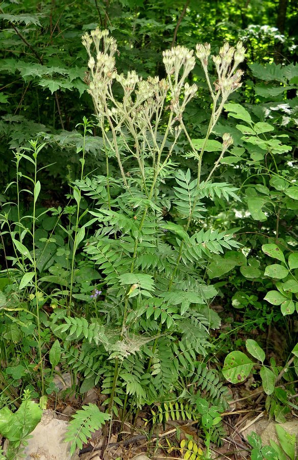 Image of Polemonium chinense specimen.