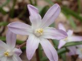 Chionodoxa luciliae variety rosea. Цветок. Москва, Воронцовский парк, дубовая роща. 24.04.2017.