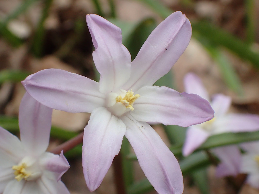 Image of Chionodoxa luciliae var. rosea specimen.