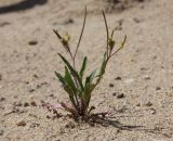Sisymbrium irio