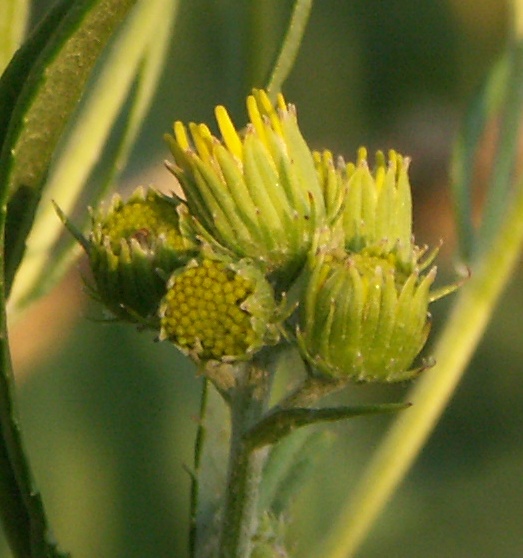 Изображение особи Senecio paludosus.