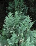 Chamaecyparis lawsoniana