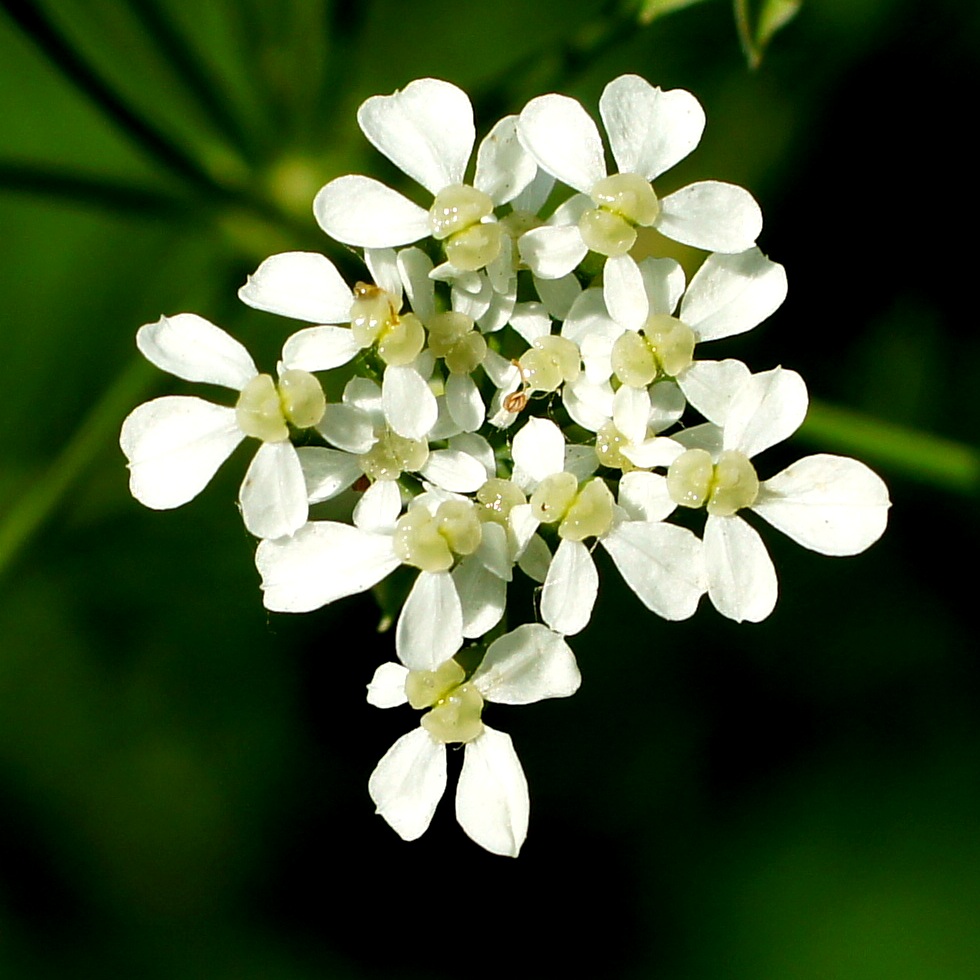 Изображение особи Anthriscus sylvestris.