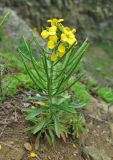 Erysimum amurense. Цветущее и плодоносящее растение. Приморский край, о. Русский, сухой каменистый приморский склон. 12.06.2017.