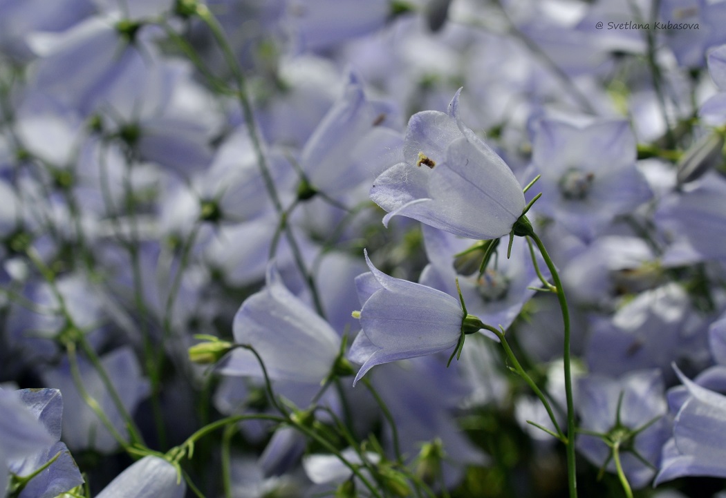 Изображение особи Campanula cochleariifolia.